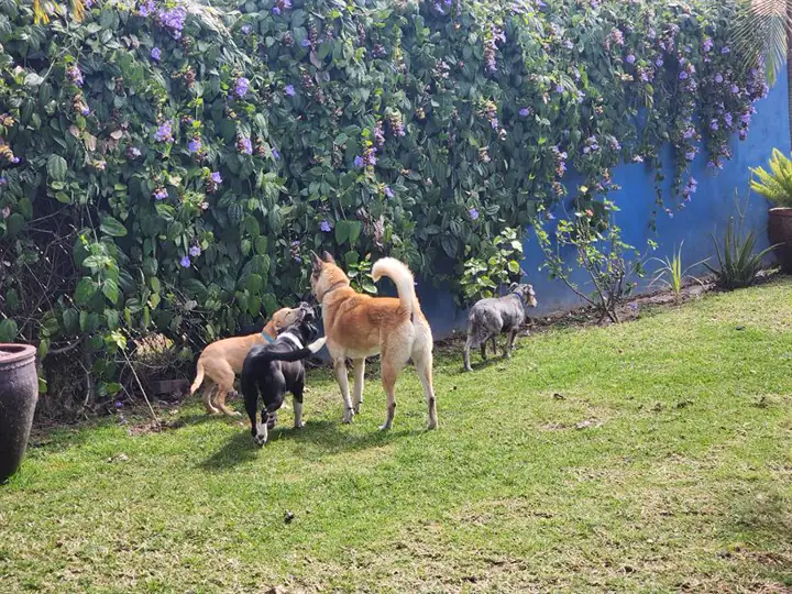 Perros jugando en el jardín del hotel