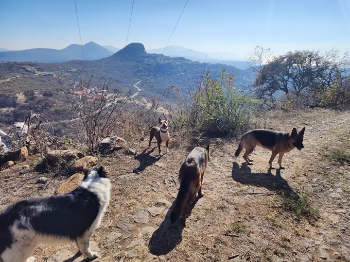La manada caminando sin correa en la montaña