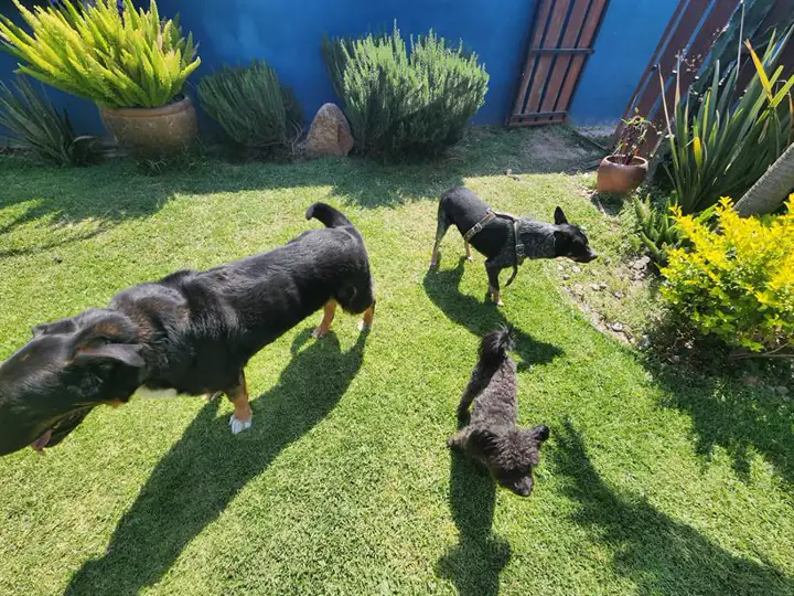 Perros en el hotel