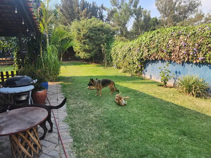 El jardín del hotel con perros jugando