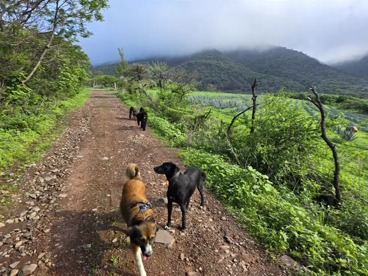 La manada en la montaña