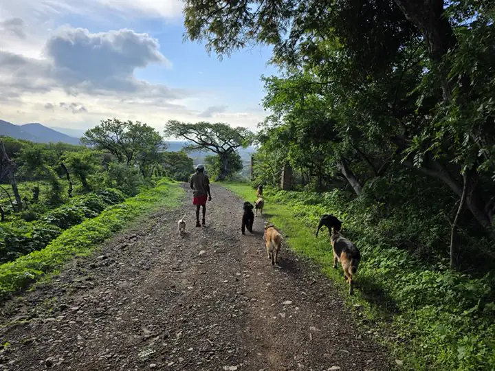 La manada en la montaña