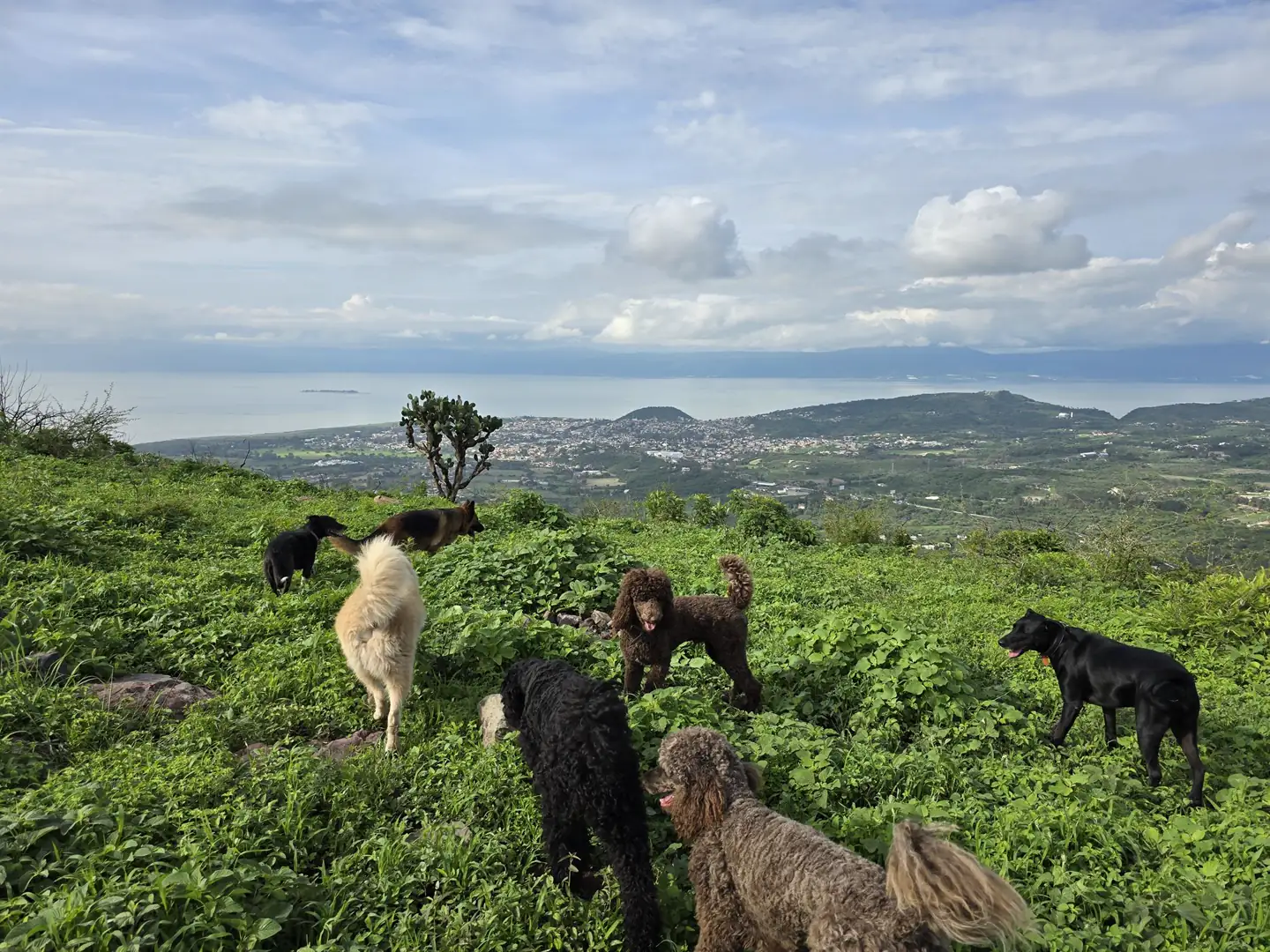 La manada descansa en un cerro con vista al valle