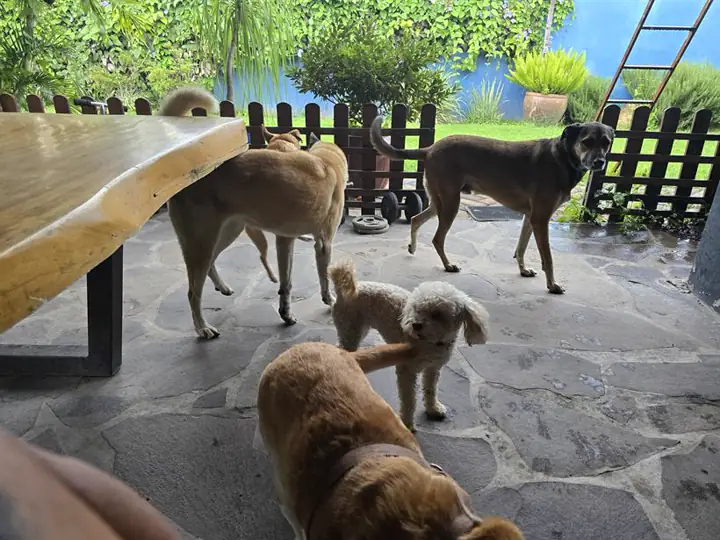 Perros en la terraza del hotel