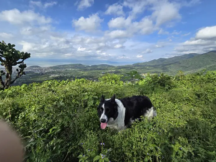 Perros caminando en la montaña