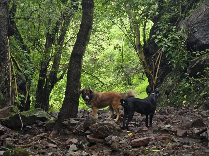 Perros caminando en la montaña