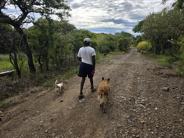La manada en la montaña