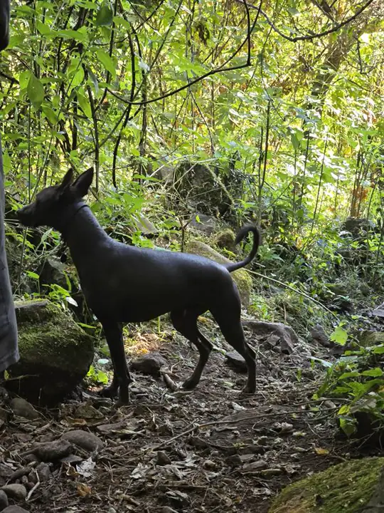 Perros caminando en la montaña