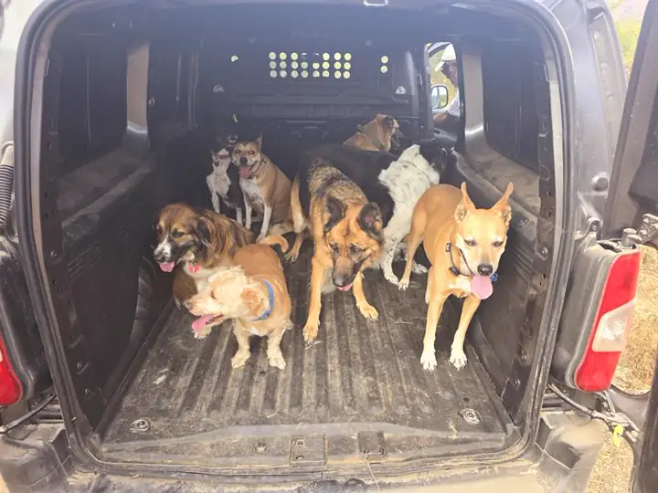 Perros en una caminata