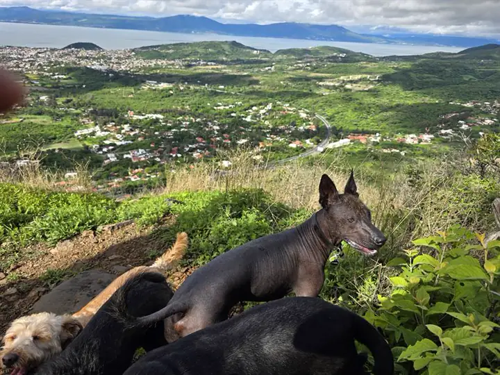 Perros caminando en la montaña