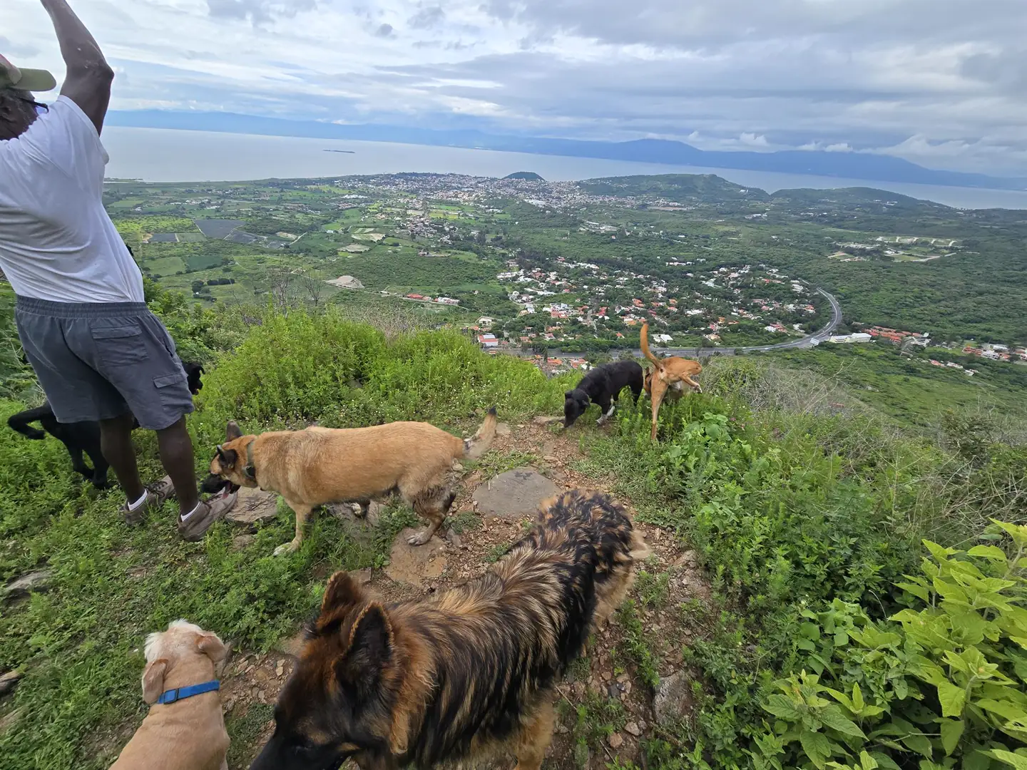 Perros caminando por un cerro con vista al lago