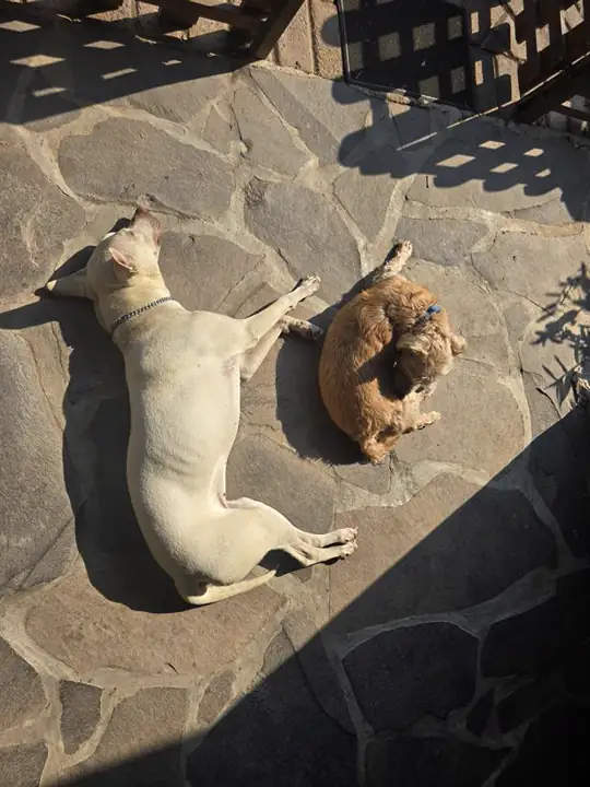 Dos perros tomando una siesta