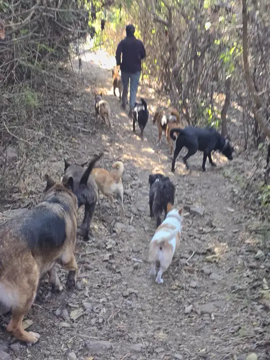 La manada en la montaña