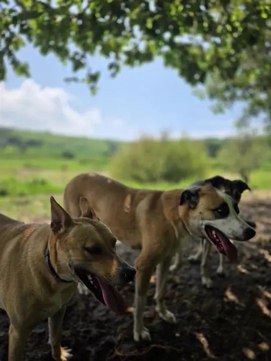 Perros caminando en la montaña
